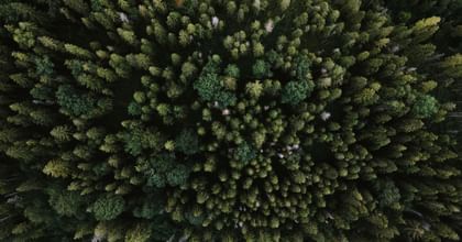 moss up close
