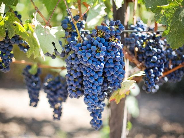 Grapes on a grapevine.